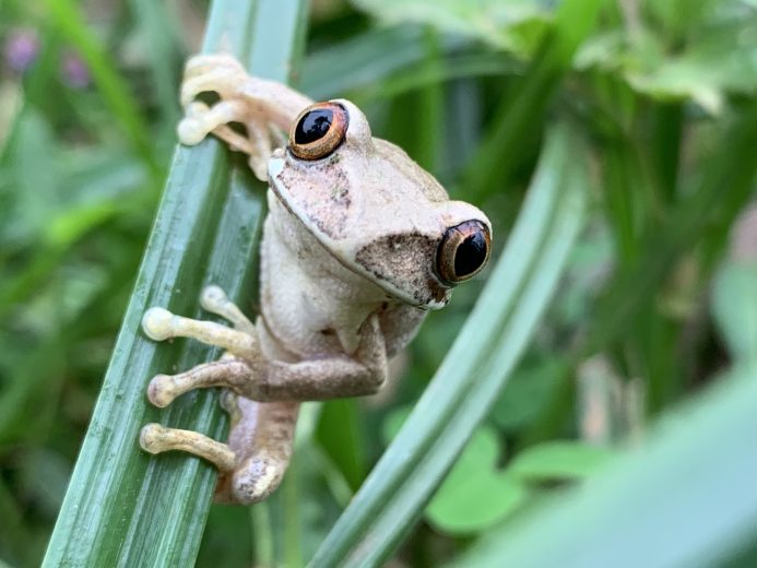 Leptopelis kivuensis one of new species discovered in the marshland